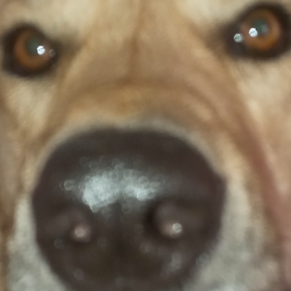 Meet your Posher, Rae - Picture 1 of 1